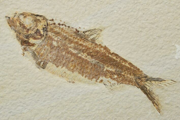 Fossil Fish (Knightia) - Green River Formation #237190